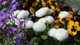 English Daisy Flower