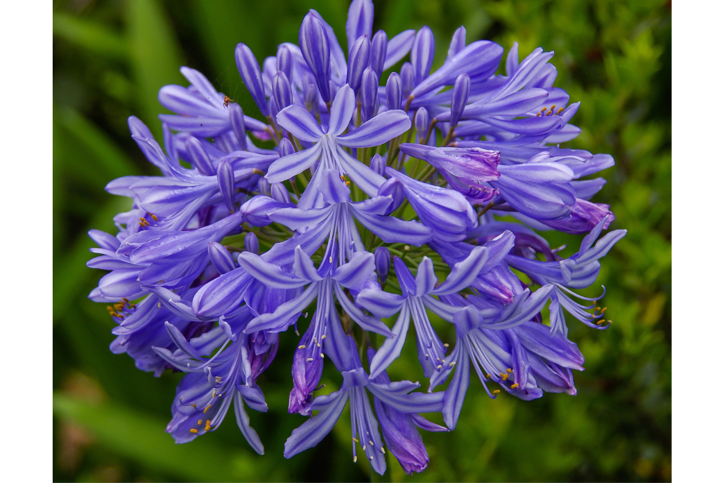 Agapanthus Flower