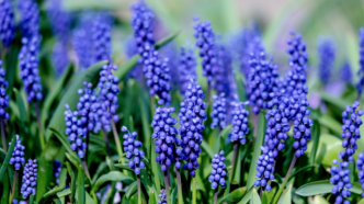 Grape Hyacinth Flower