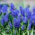 Grape Hyacinth Flower