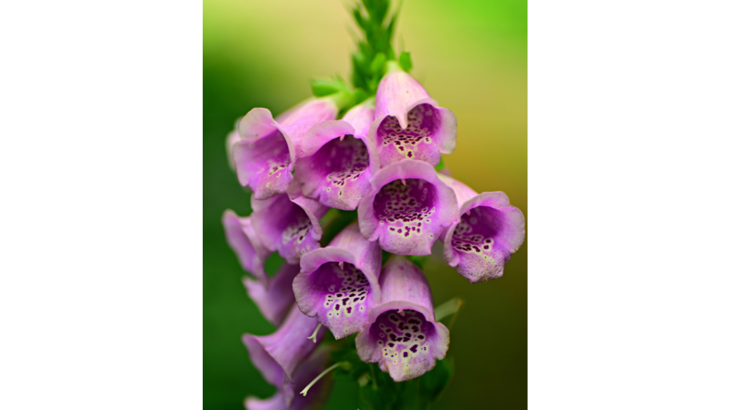Foxglove Flower