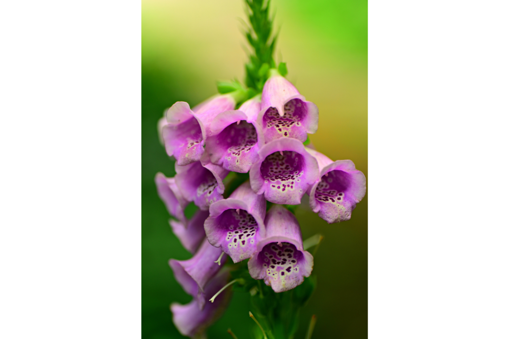 Foxglove Flower