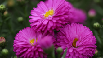 Aster Flower