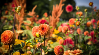 Cut Flower Garden