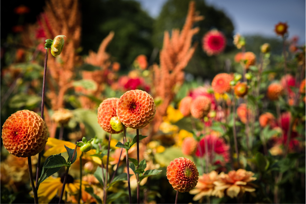 Cut Flower Garden