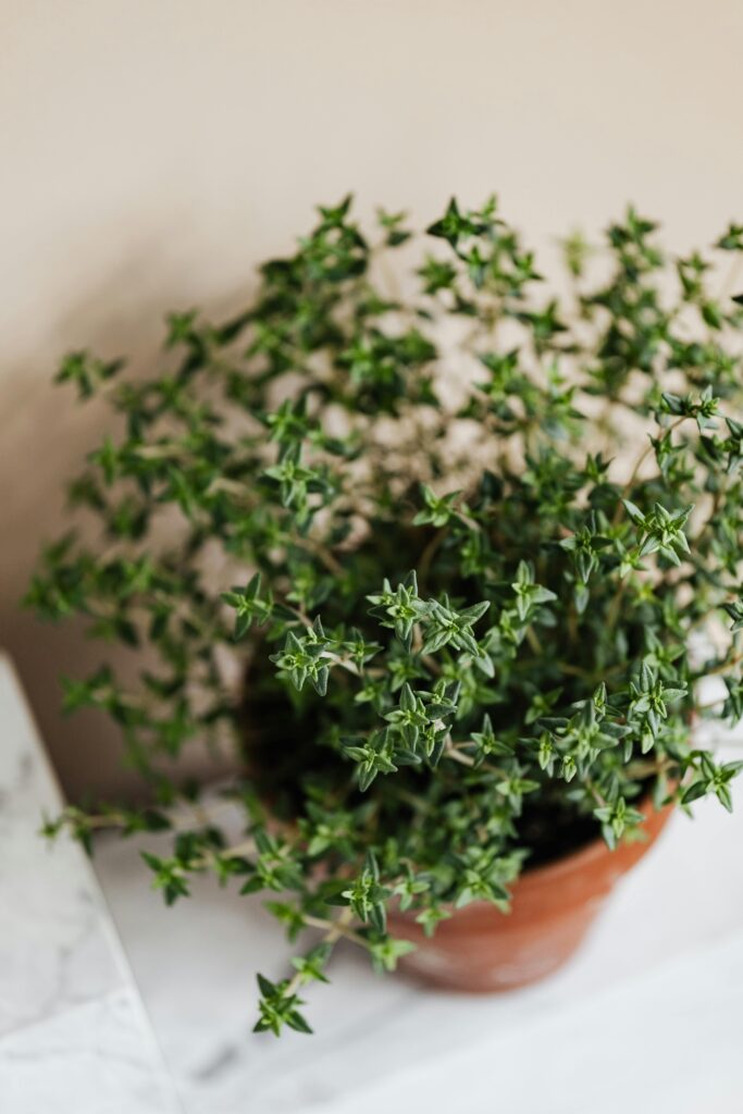 Creeping Thyme