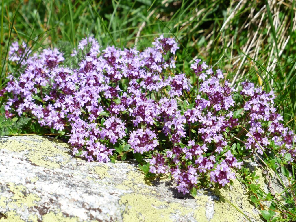 Creeping Thyme