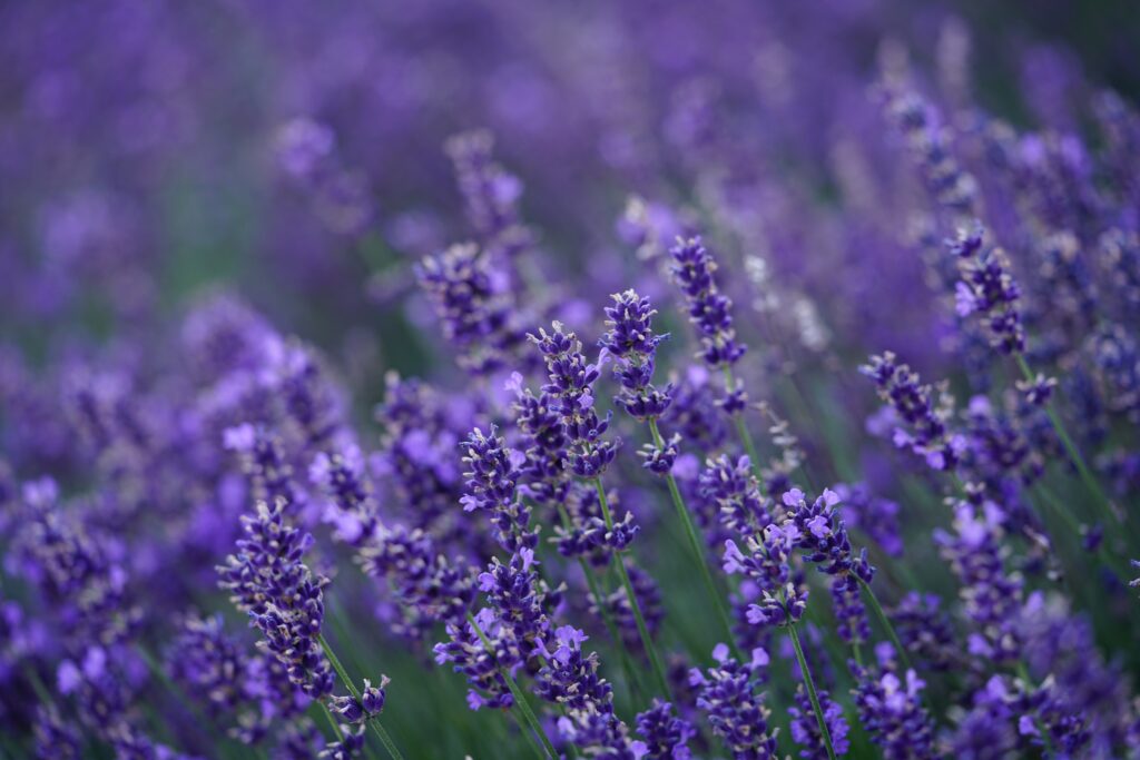 Lavender Plant