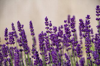Lavender Plant