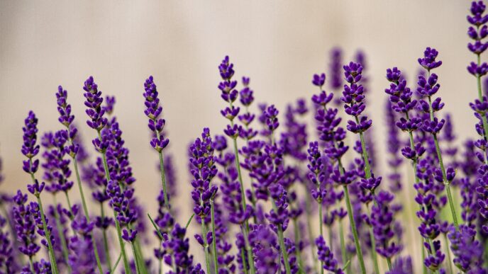 Lavender Plant