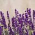 Lavender Plant