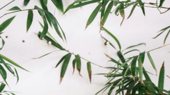 Golden Bamboo Plant