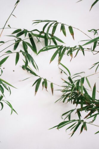 Golden Bamboo Plant