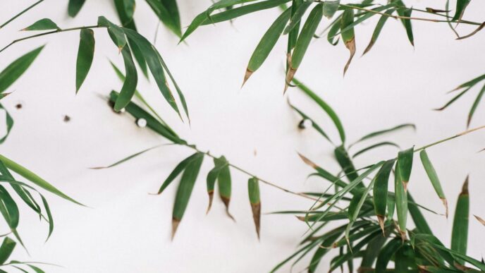 Golden Bamboo Plant