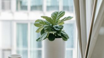 Ficus Lyrata Indoor Plant