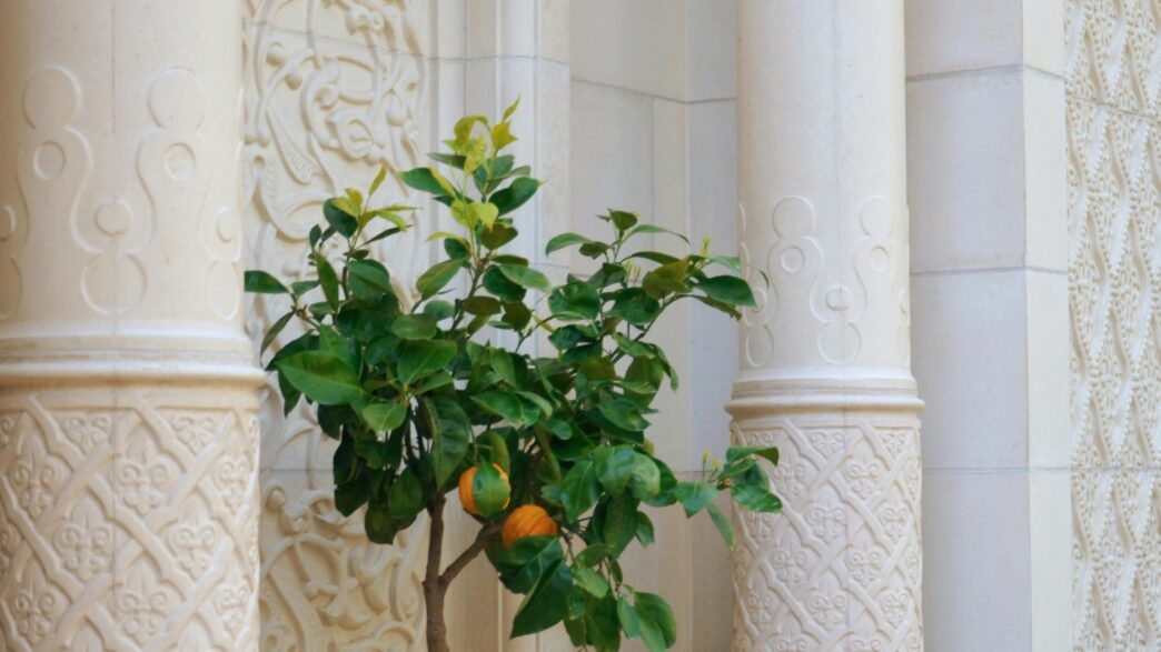 Lemon Trees in Pots