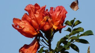 African Tulip Tree