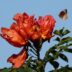 African Tulip Tree