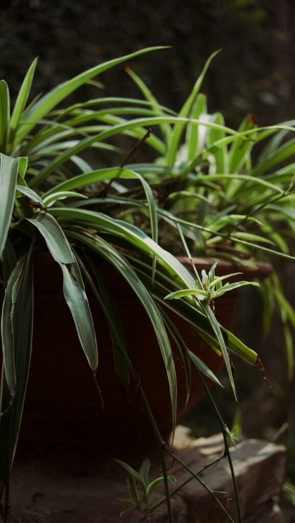 Chlorophytum Plants Care