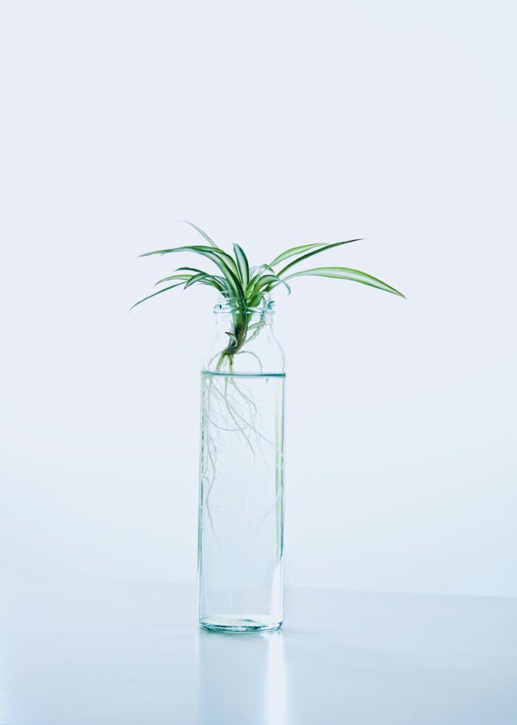 Spider Plant rooting in Water
