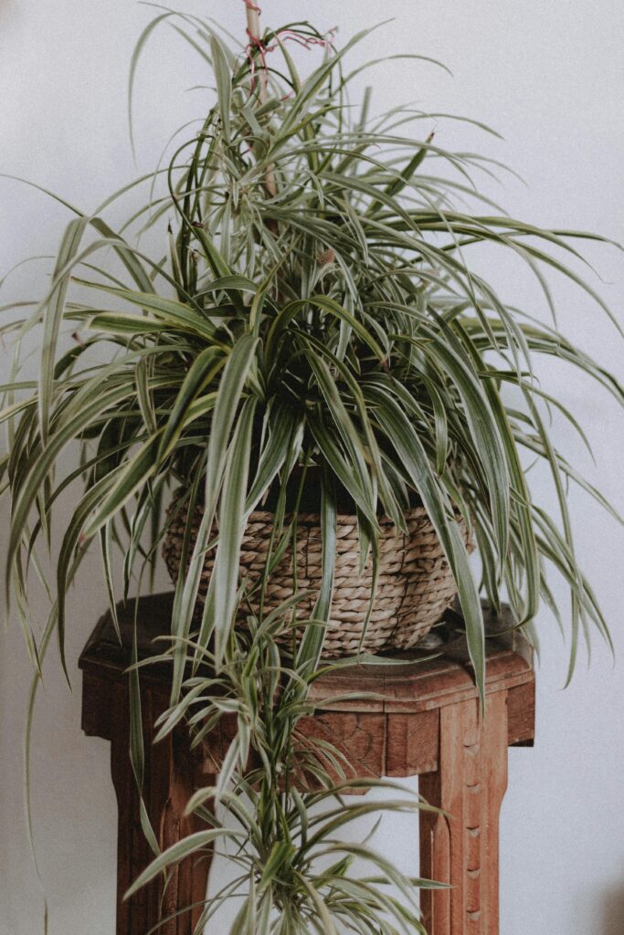 Spider Plant Babies