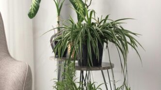 Spider Plant Offsets