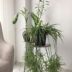 Spider Plant Offsets
