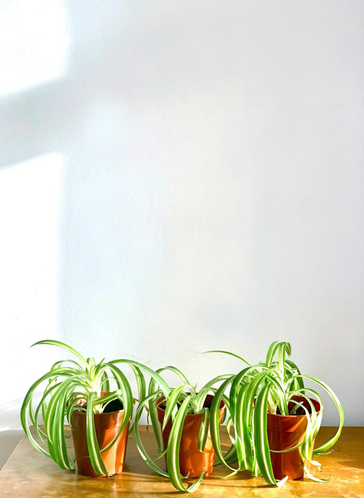 Chlorophytum offsets
