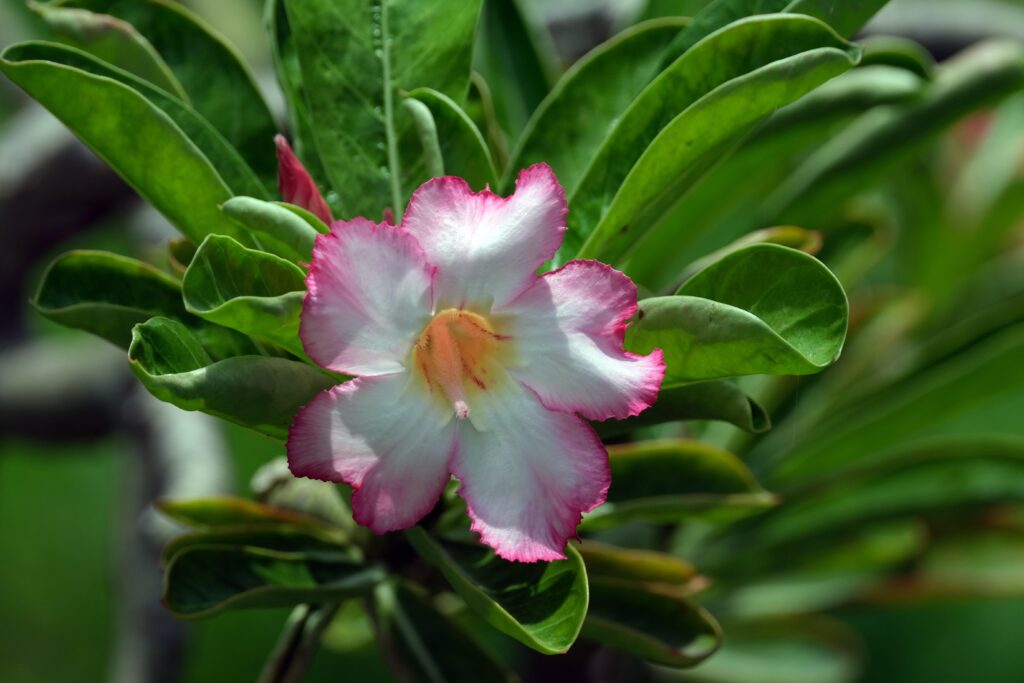 Desert Rose Flower in Pink Color