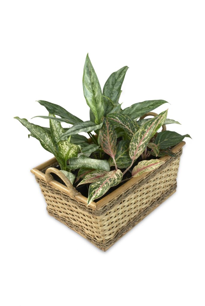 Chinese Evergreen Plant