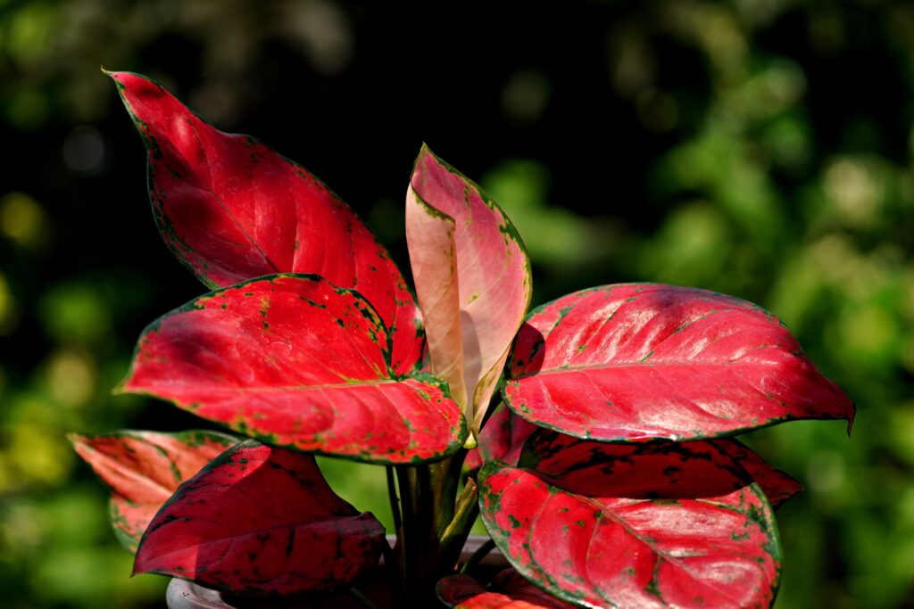 Aglaonema Indoor Plant