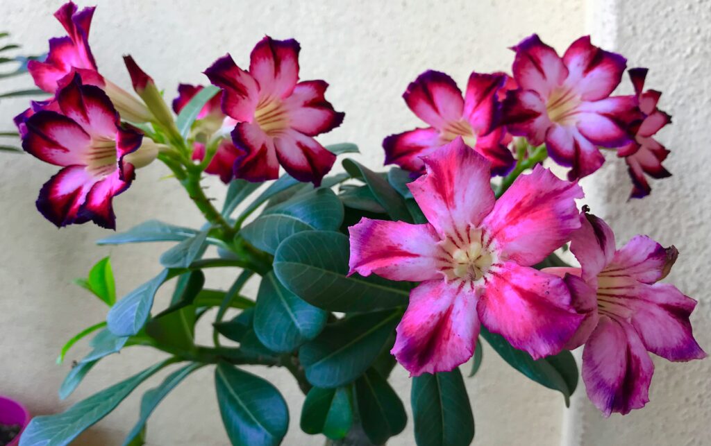 Desert Rose Flower