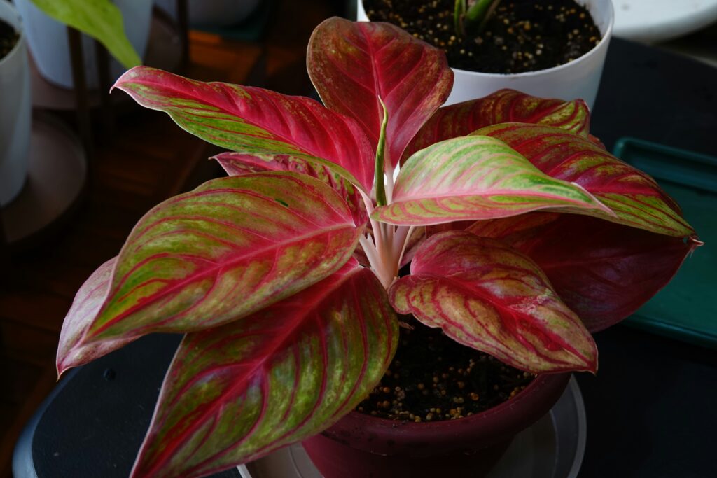 Chinese Evergreen House Plant