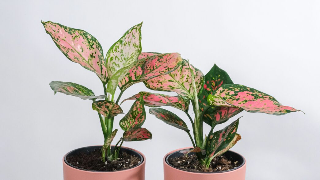 Aglaonema House Plant