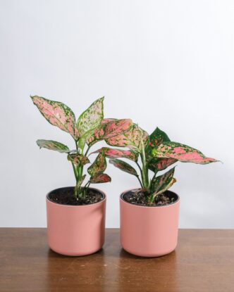 Aglaonema House Plant