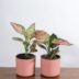 Aglaonema House Plant