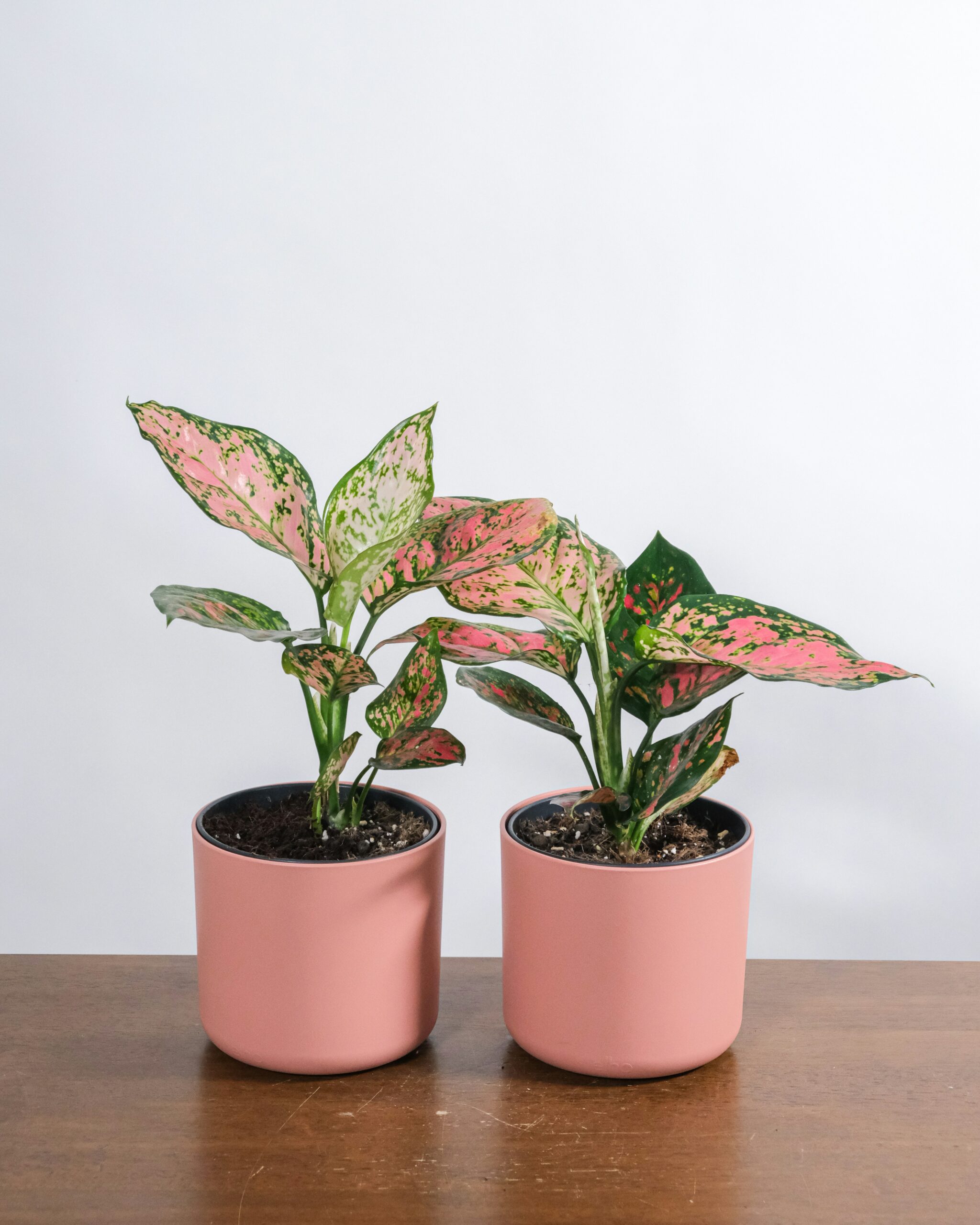 Aglaonema House Plant