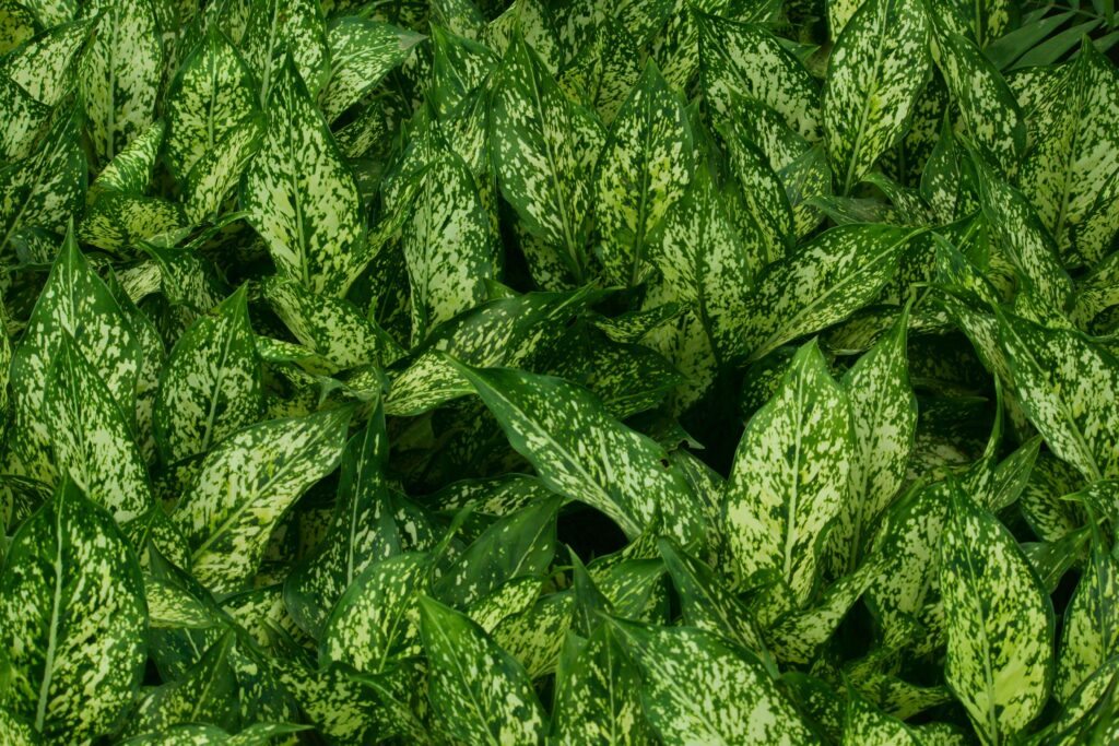 Chinese Evergreen Plant