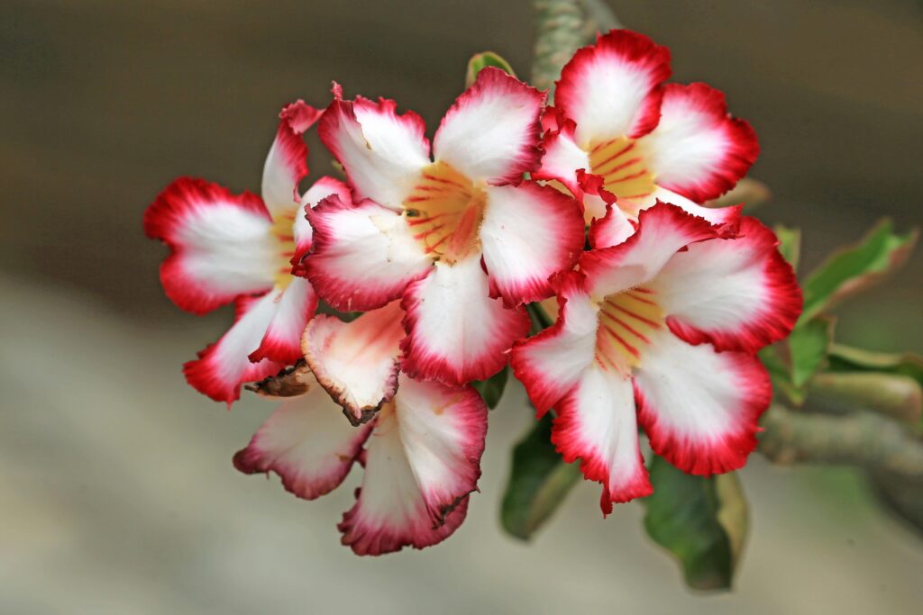 Adenium Flowers