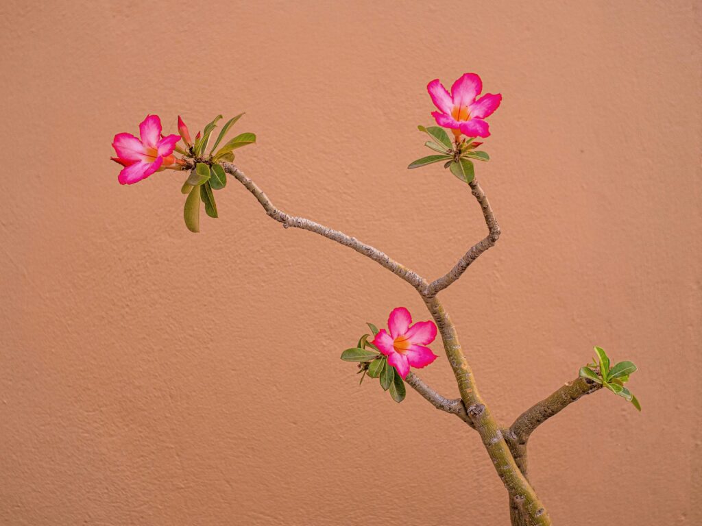 Desert Rose Flowering Plant