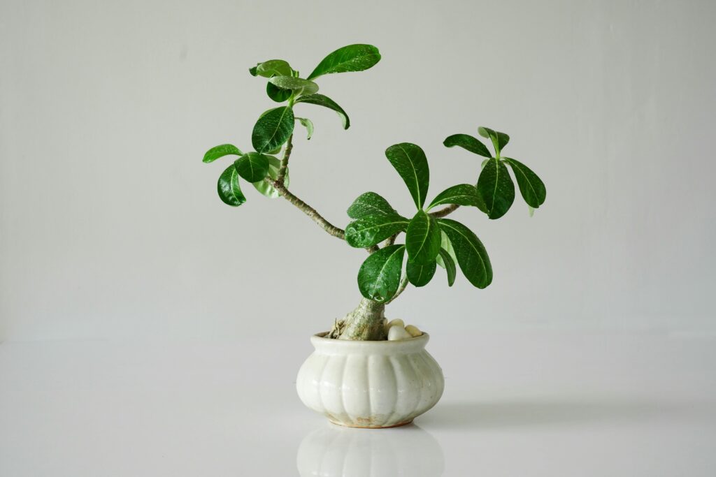Desert Rose Plant in Pot