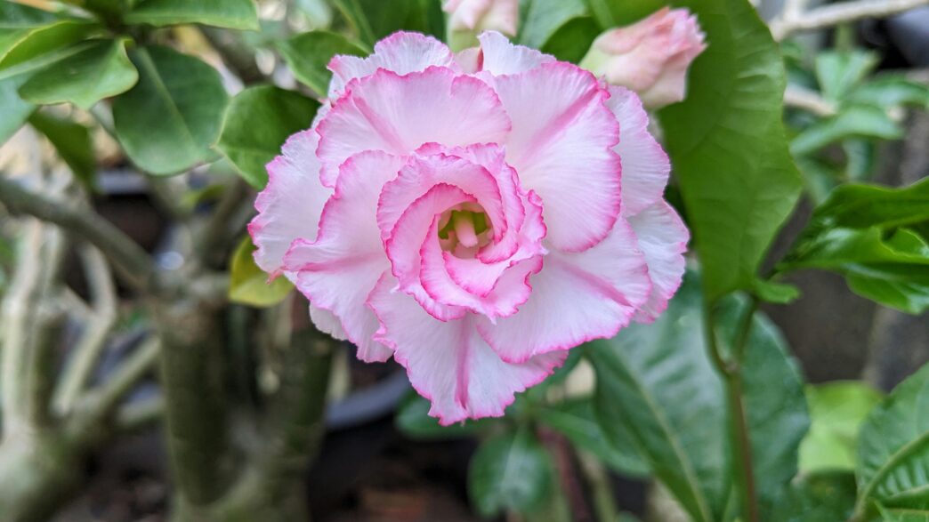 Desert Rose Flowering Plant
