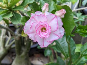 Desert Rose Flowering Plant