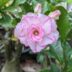 Desert Rose Flowering Plant