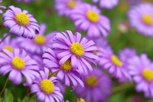 River Daisy
