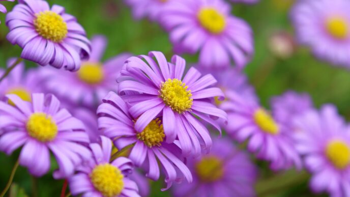 River Daisy
