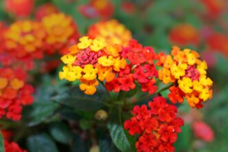 Lantana Flower in red color