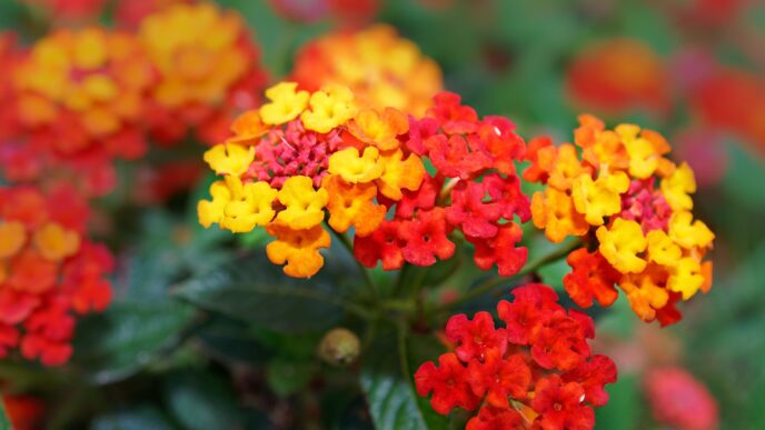 Lantana Flower in red color