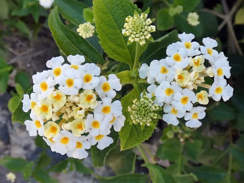 Lantana in White Color