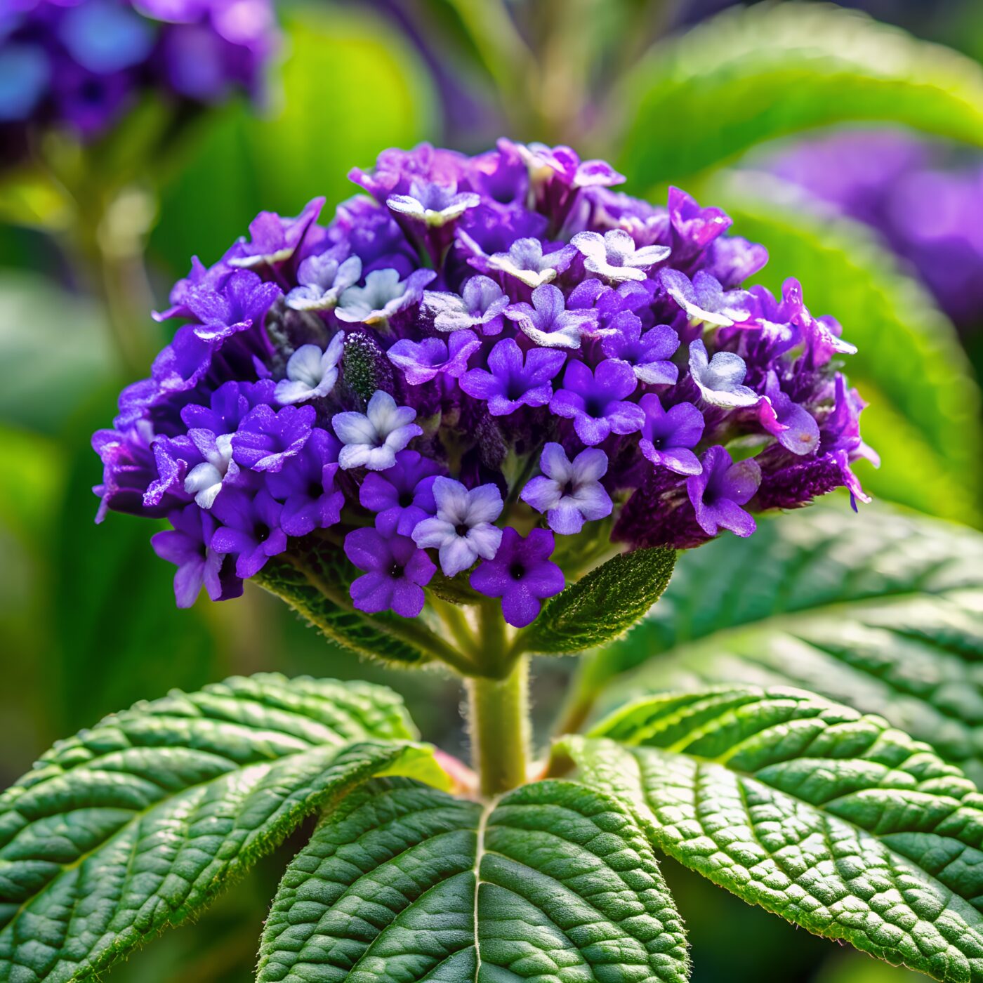 Heliotrope Flowers